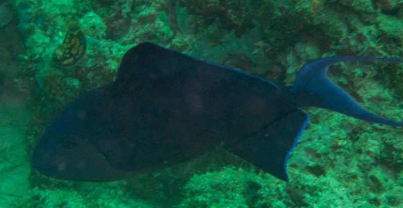 Red-toothed triggerfish, Redtoothed Triggerfish, Odonus niger