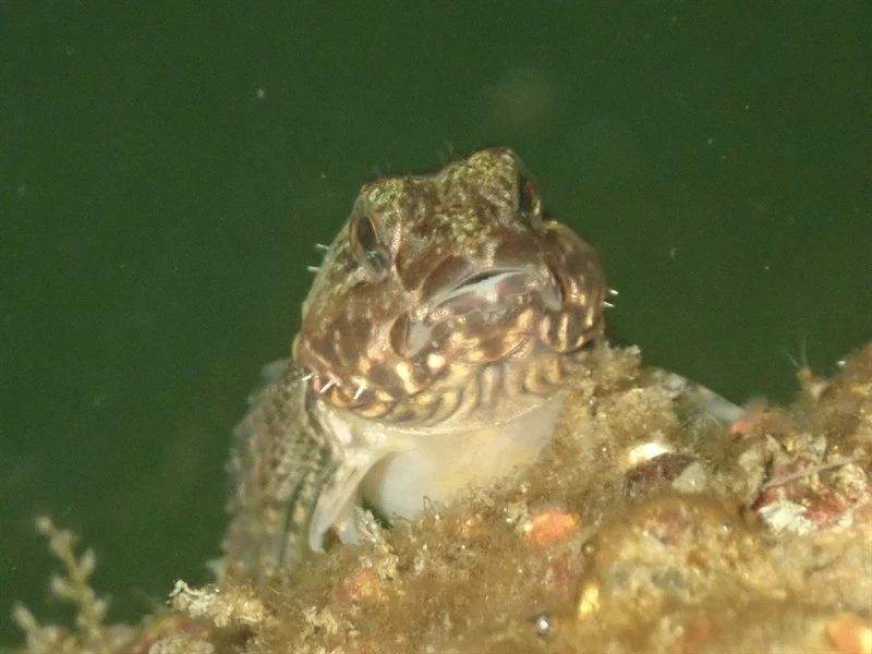 Tidepool sculpin, Tidepool Sculpin, Oligocottus maculosus