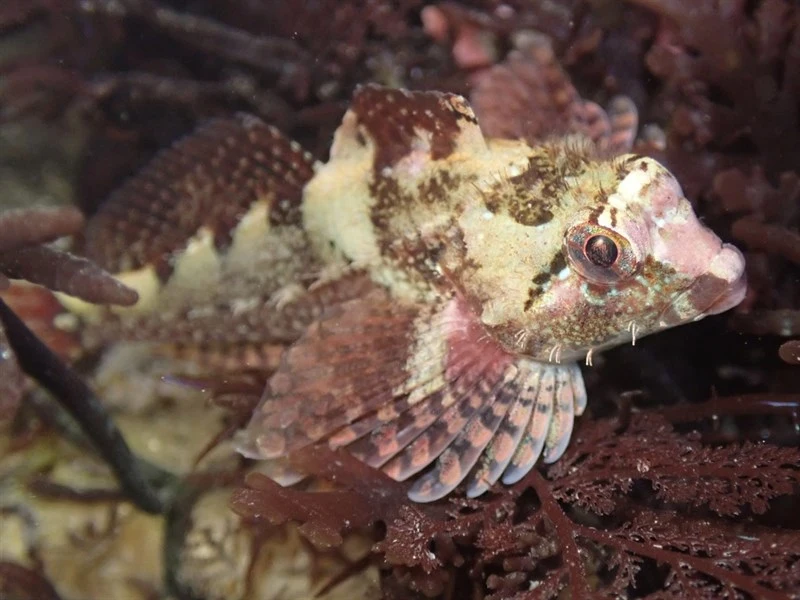 Rosy sculpin, Rosy Sculpin, Oligocottus rubellio