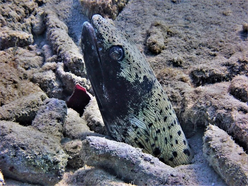 Spotted snake eel, Spotted Snake Eel - Ophichthus ophis, Ophichthus ophis