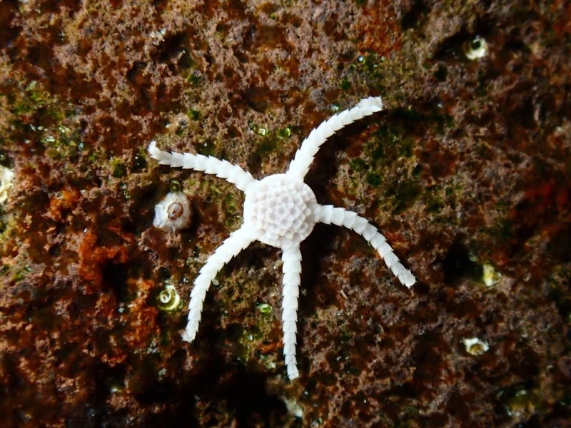 , Ophiolepis paucispina, Ophiolepis paucispina