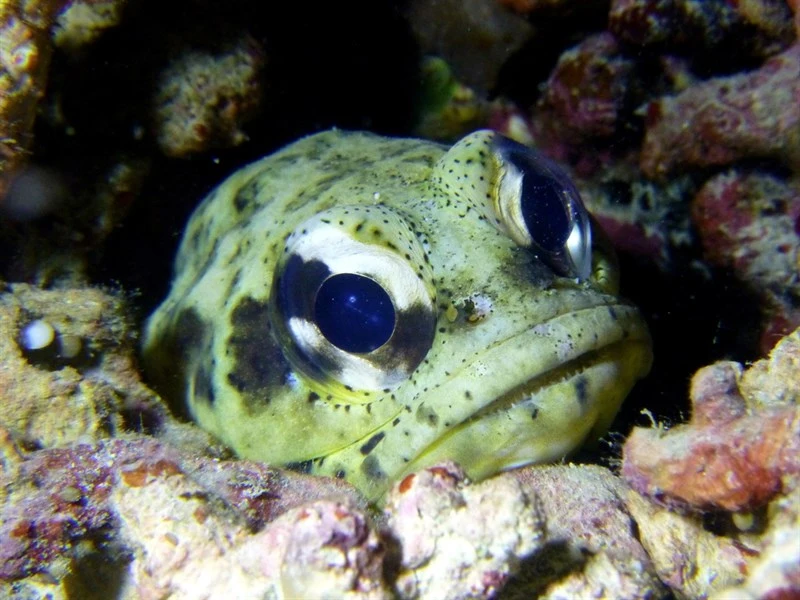 Dendtric jawfish, Opistognathus Dendriticus, Opistognathus dendriticus