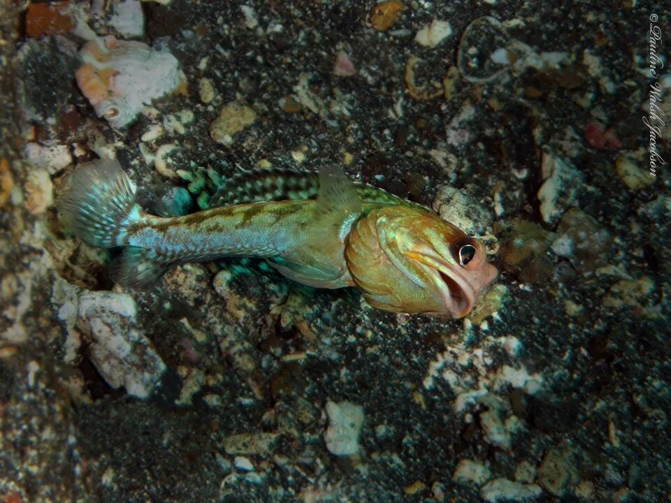 Variable jawfish, Variable Jawfish, Opistognathus variabilis