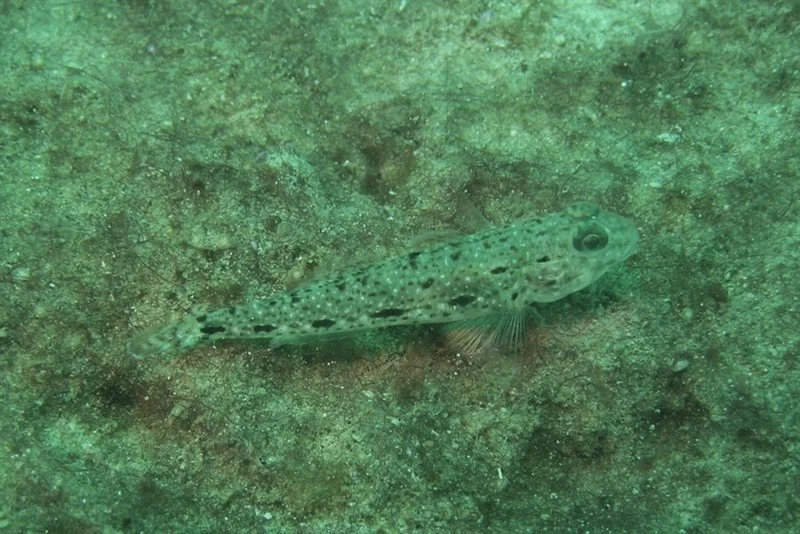 Triplespot goby, Robust Goby , Spinecheek Goby, Canine Goby, Shy Lagoon Goby - Oplopomus caninoides, Oplopomus caninoides