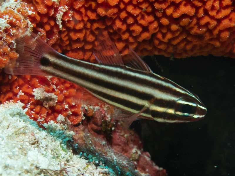 Broadstriped cardinalfish, Broadstriped Cardinalfish, Narrow-striped Cardinalfish, Striped Cardinalfish, Ostorhinchus angustatus
