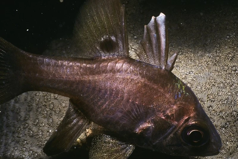 , Ostorhinchus noumeae