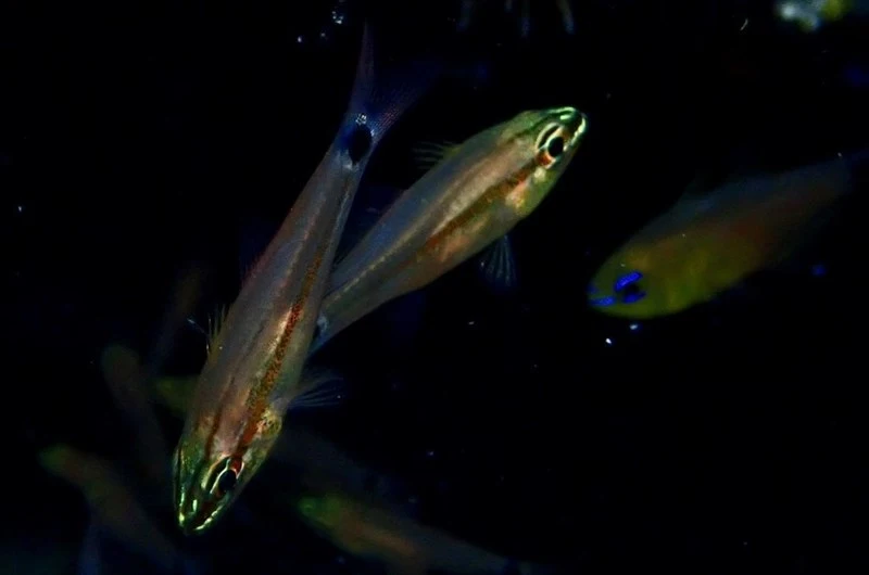 Meteor cardinalfish, Meteor Cardinalfish, Ostorhinchus selas