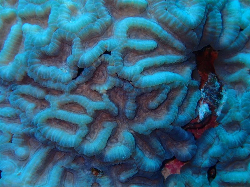 , Erythrastrea Flabellata, Oulophyllia wellsi