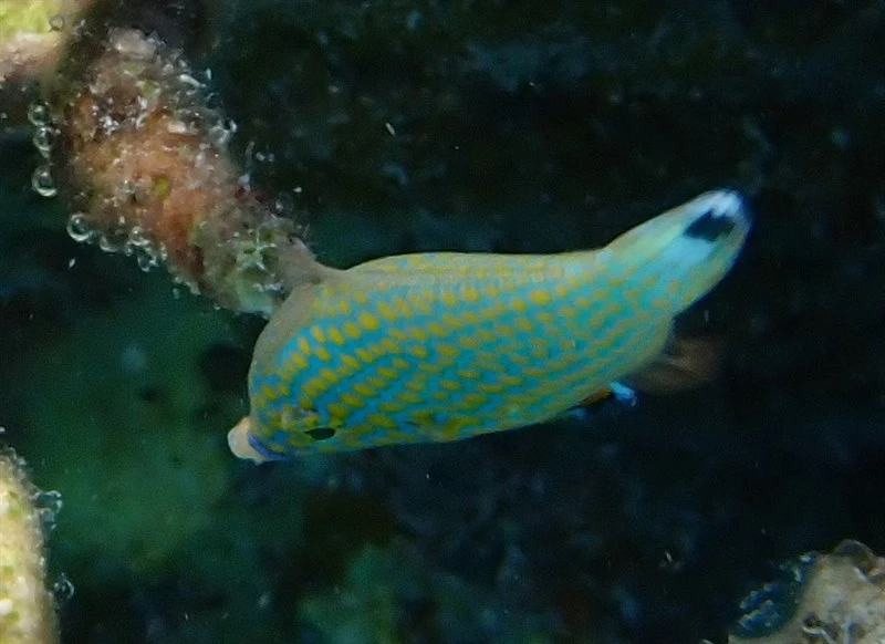 Red Sea longnose filefish, Red Sea Longnose Filefish - Oxymonacanthus halli, Oxymonacanthus halli