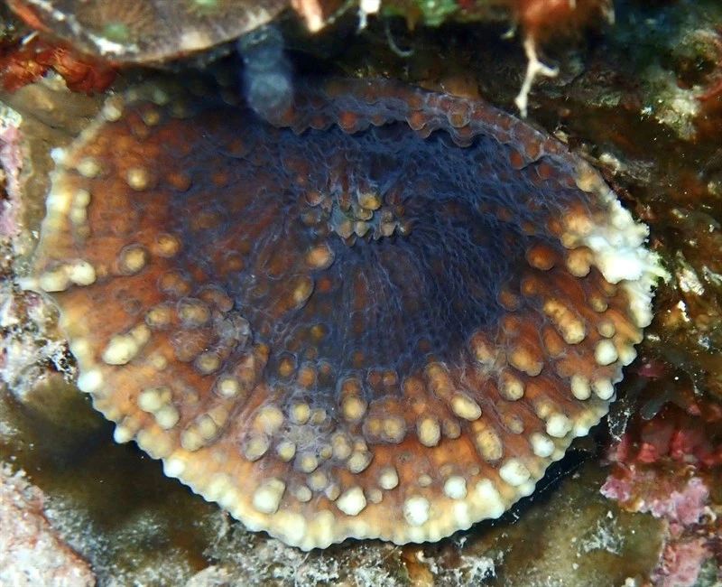 , Stony Coral, Oxypora convoluta