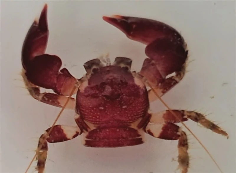 , Porcelain Crab - Pachycheles biocellatus, Pachycheles biocellatus