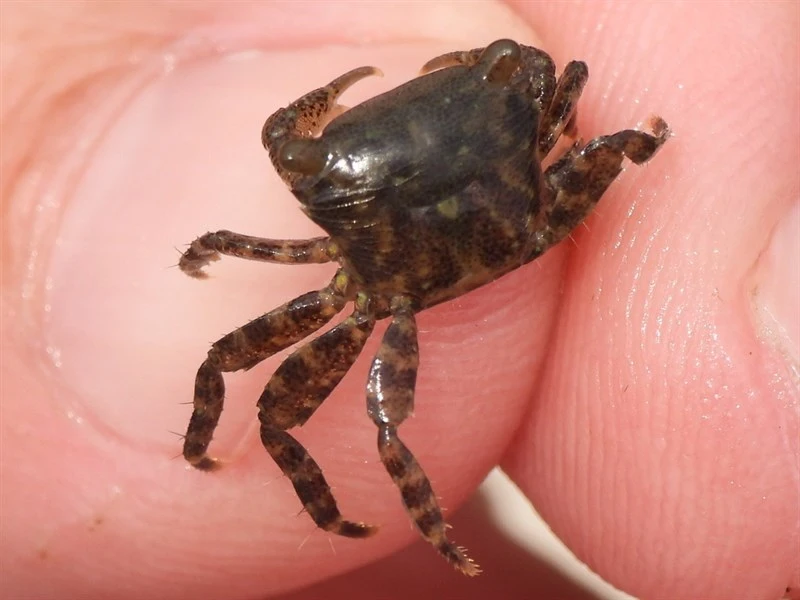 , Pachygrapsus gracilis, Pachygrapsus gracilis
