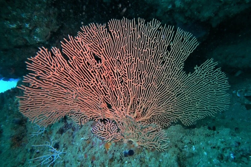 , Gorgonian - Pacifigorgia stenobrochis, Pacifigorgia stenobrochis