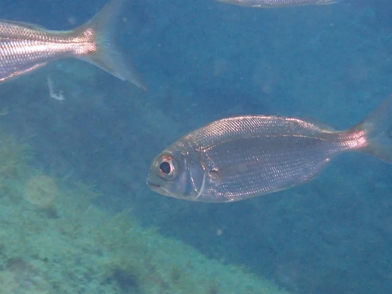 Axillary seabream, Axillary Seabream, Pagellus acarne