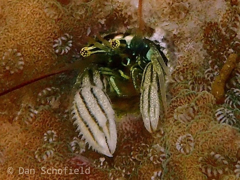 , Striped Coral Hermit Crab, Paguritta vittata