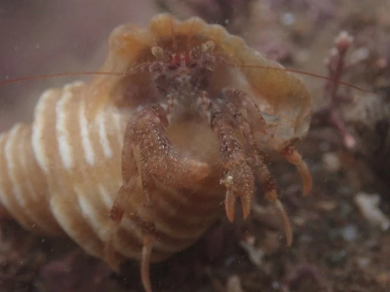 , Western Atlantic Hairy Hermit Crab, Hairy Hermit Crab, Bowed Hermit Crab - Pagurus arcuatus, Pagurus arcuatus