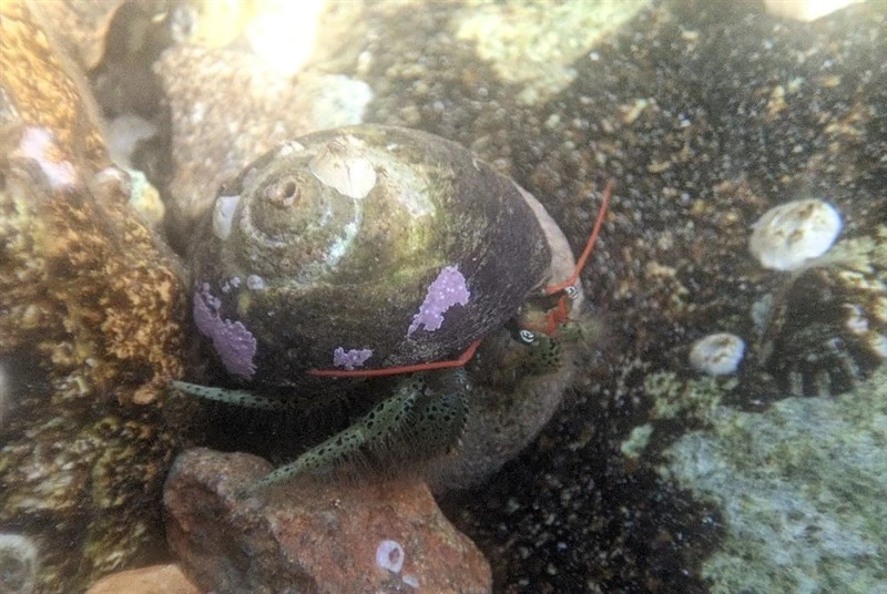 , Pagurus lanuginosus