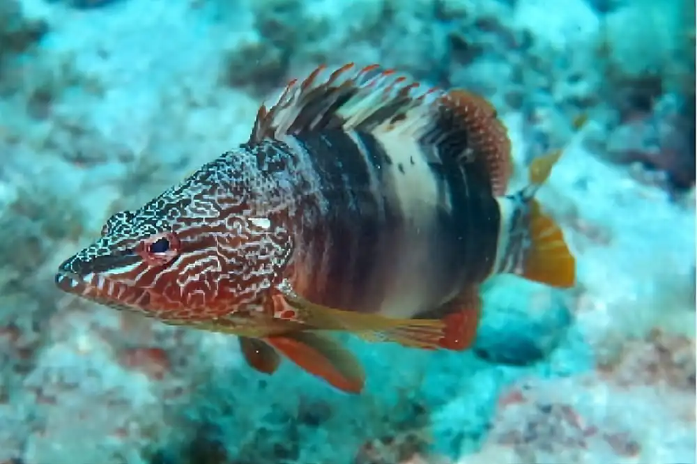 Painted Comber – Serranus scriba