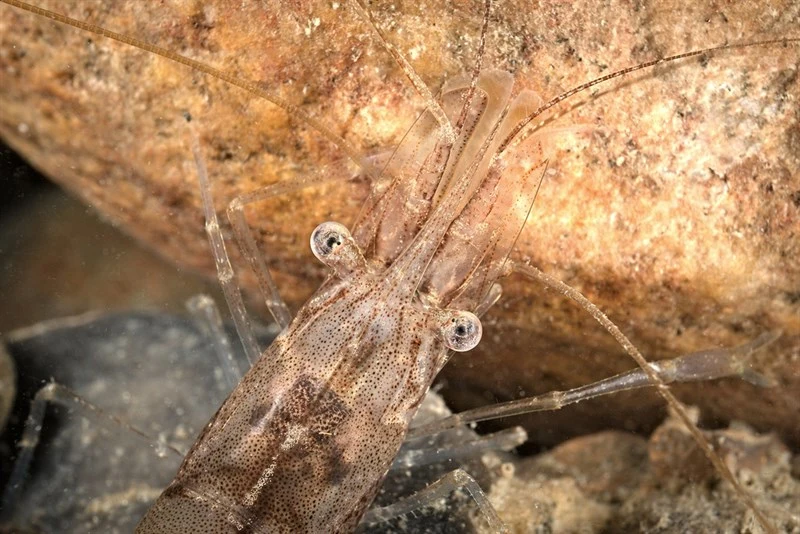 , Baltic Prawn, Palaemon adspersus