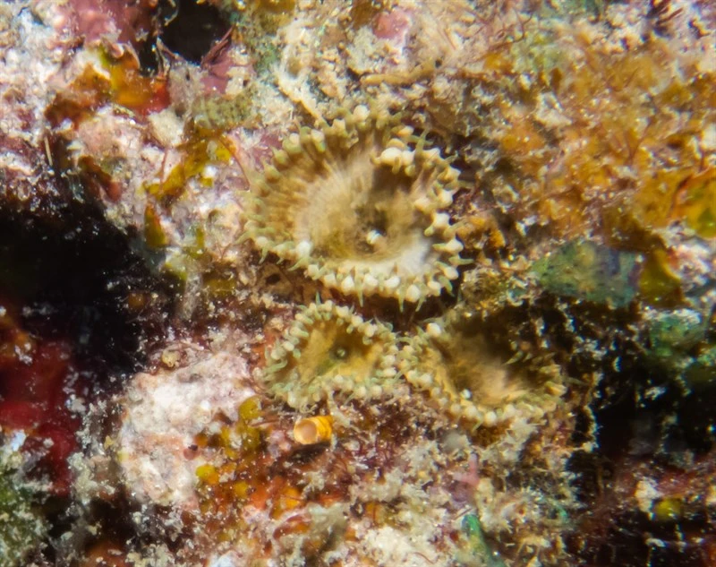 , Palythoa Toxica, Deadly Seaweed Of Hana, Palythoa toxica