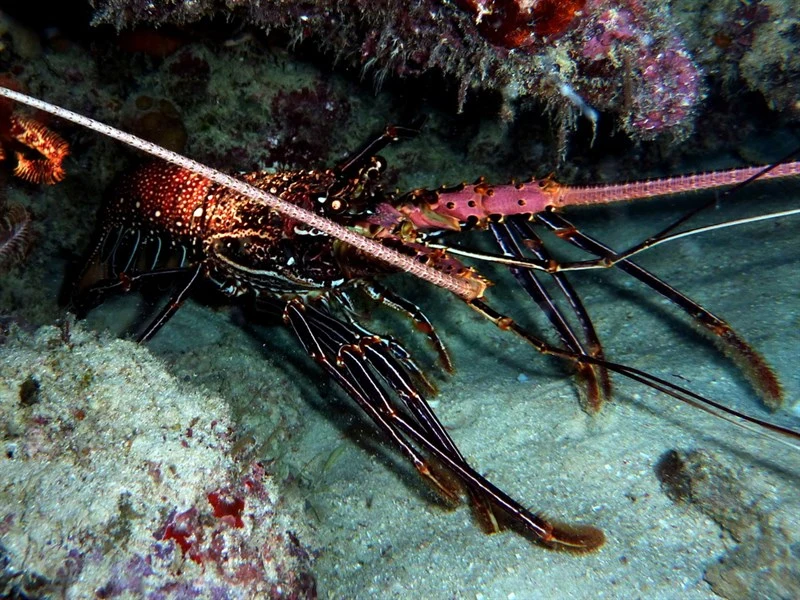 , Spiny Lobster, Panulirus femoristriga
