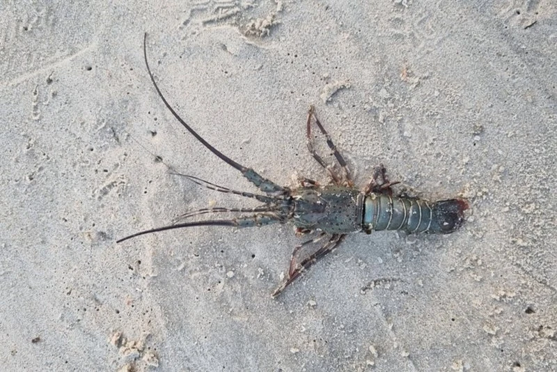 , Panulirus polyphagus, Panulirus polyphagus