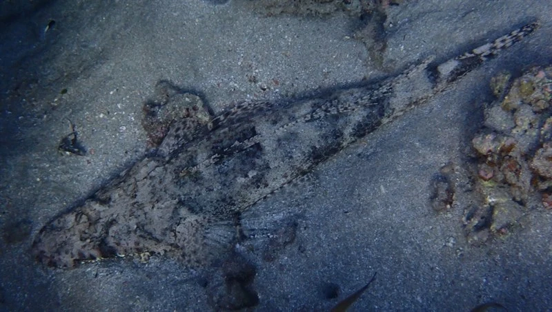Tentacled flathead, Tentacled Flathead, Indian Ocean Crocodilefish - Papilloculiceps longiceps, Papilloculiceps longiceps