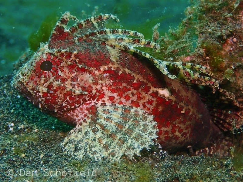 Wispy waspfish, Long Spine Wasp Fish, Wispy Waspfish, Whiteface Roguefish, Whiteface Waspfish - Paracentropogon longispinis, Paracentropogon longispinis