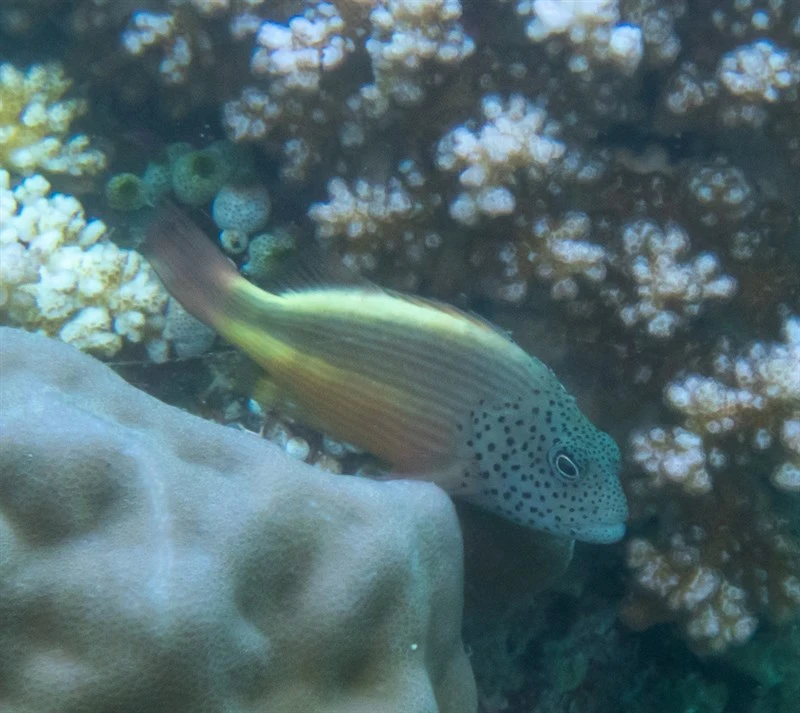 Blackside hawkfish, Blackside Hawkfish, Forster's Hawkfish, Freckled Hawkfish, Forster Hawkfish, Paracirrhites forsteri