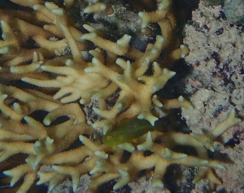 Emerald coral goby, Emerald Coral Goby, Emerald Goby, Golden Coralgoby, Yellow Coral Goby, Yellowgreen Coralgoby, Yellowskin Goby, Paragobiodon xanthosoma