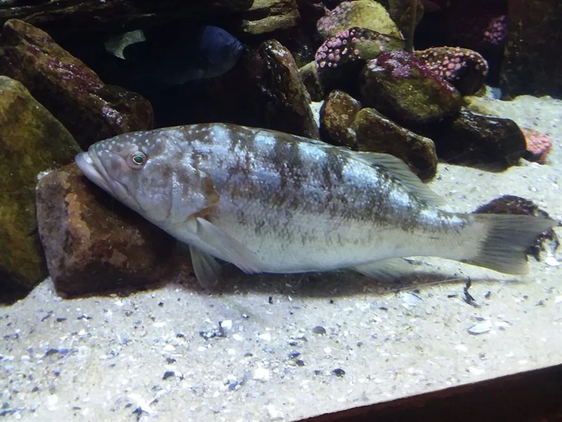 Kelp bass, Kelp Bass, Rock Sea Bass, Sea Bass, Paralabrax clathratus