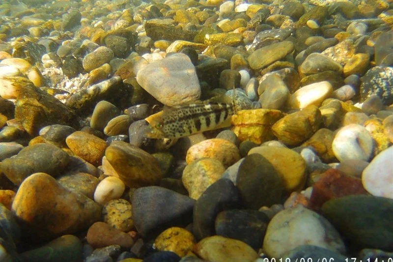 Spotted sand bass, Spotted Sand Bass - Paralabrax maculatofasciatus, Paralabrax maculatofasciatus