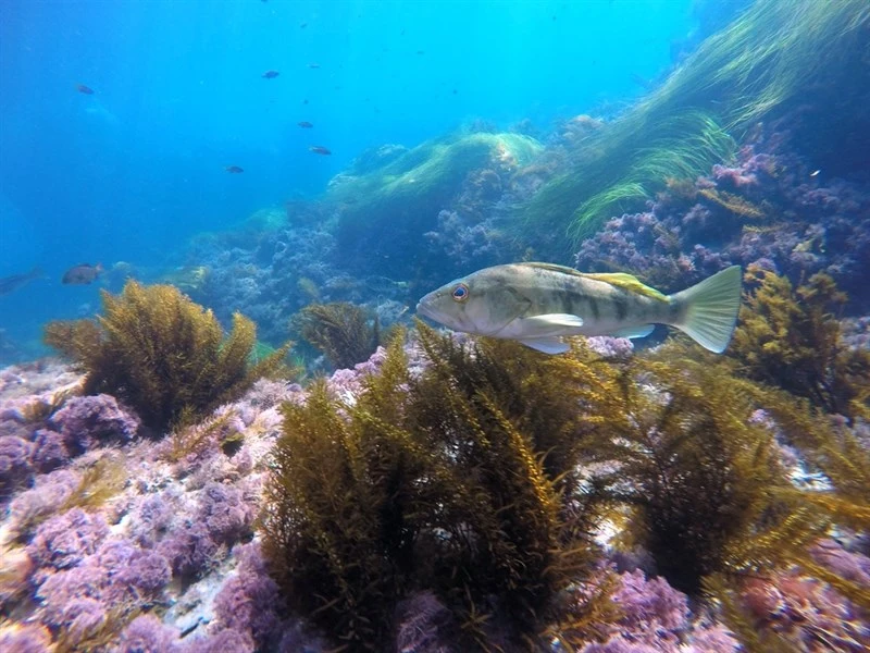 Barred sand bass, Barred Sand Bass, Paralabrax nebulifer