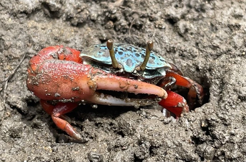 , Green-eyed Fiddler Crab, Paraleptuca chlorophthalmus