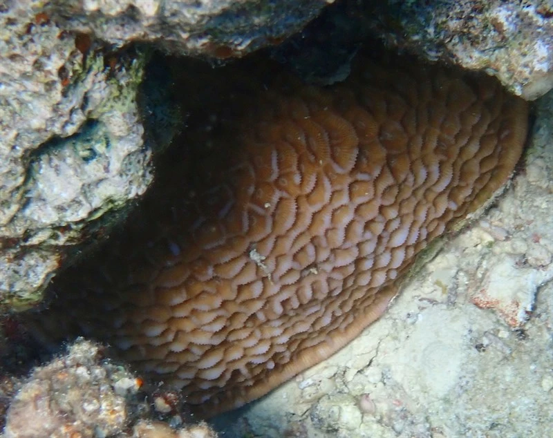 , Stony Coral - Paramontastraea peresi, Paramontastraea peresi