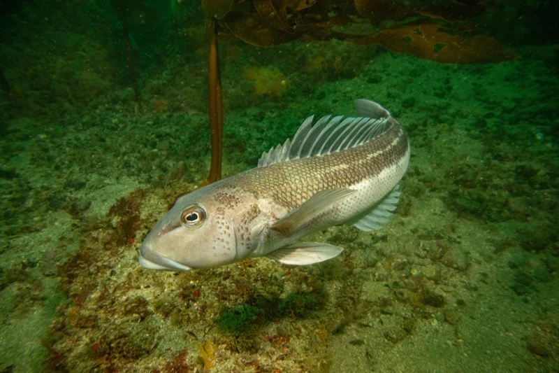 New Zealand blue cod, New Zealand Blue Cod, Parapercis colias