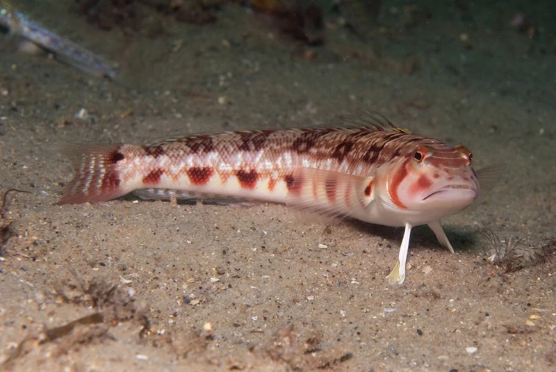 Barred sandperch, Bar-faced Weever, Barred Sandperch, Pink-banded Grubfish, Red-barred Grubfish, Red-faced Weever, Pinkbanded Grubfish, Parapercis nebulosa