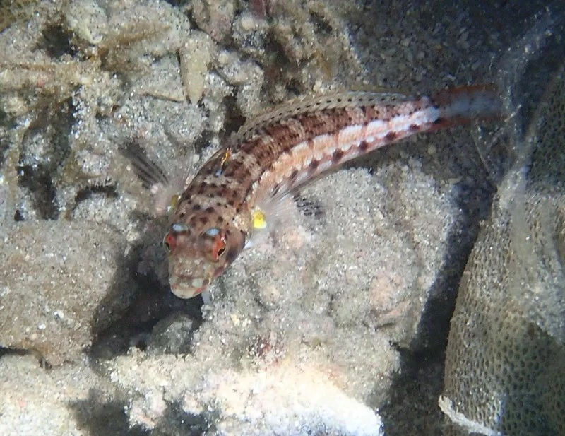 Spotted sandperch, Spotted Sandperch, Parapercis punctulata