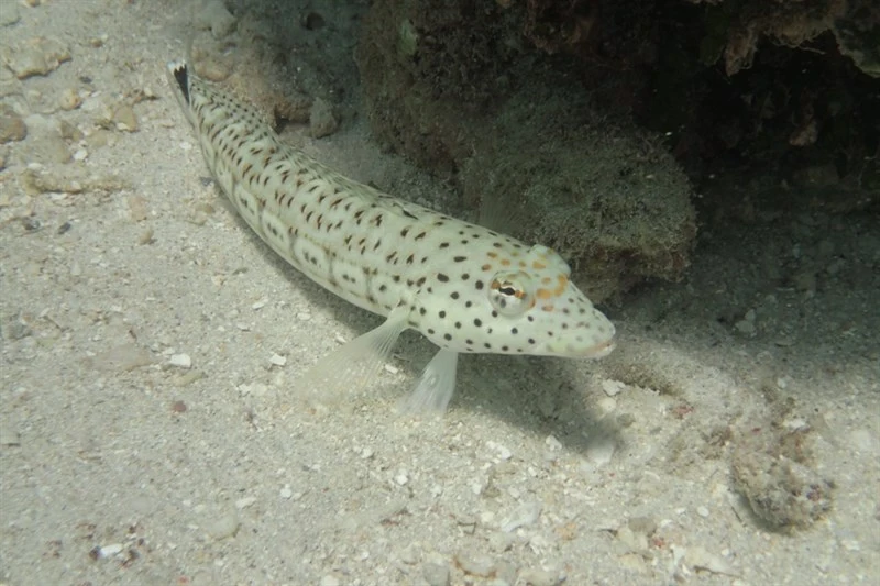 , Blacktail Grubfish - Parapercis queenslandica, Parapercis queenslandica