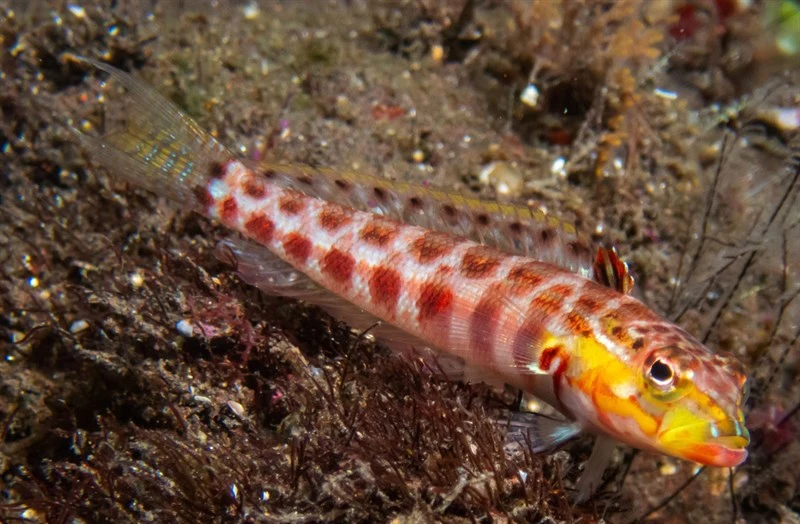 Redspotted sandperch, Redspotted Sandperch, Lyretail Grubfish, Flagfin Weaver, Lyre-tail Grubfish, Parapercis schauinslandii