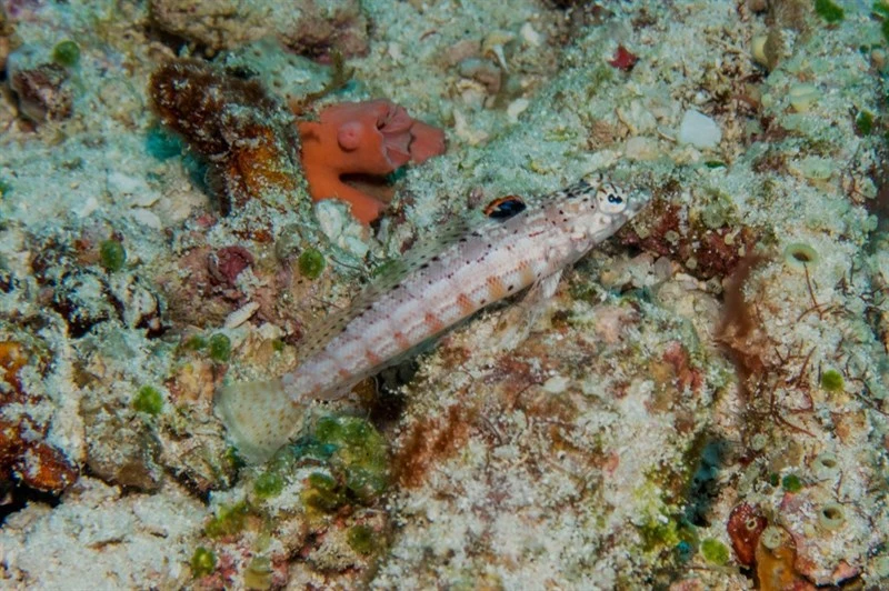 Blackflag sandperch, Blackflag Sandperch, Parapercis signata