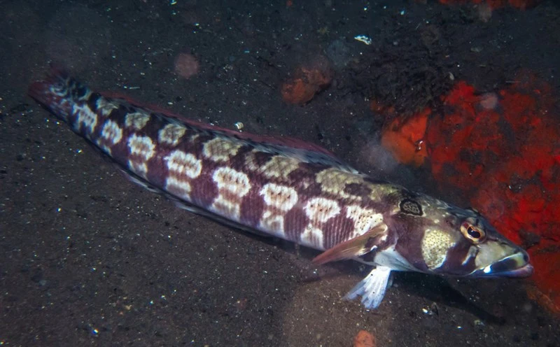 Reticulated sandperch, Reticulated Sandperch, Parapercis tetracantha