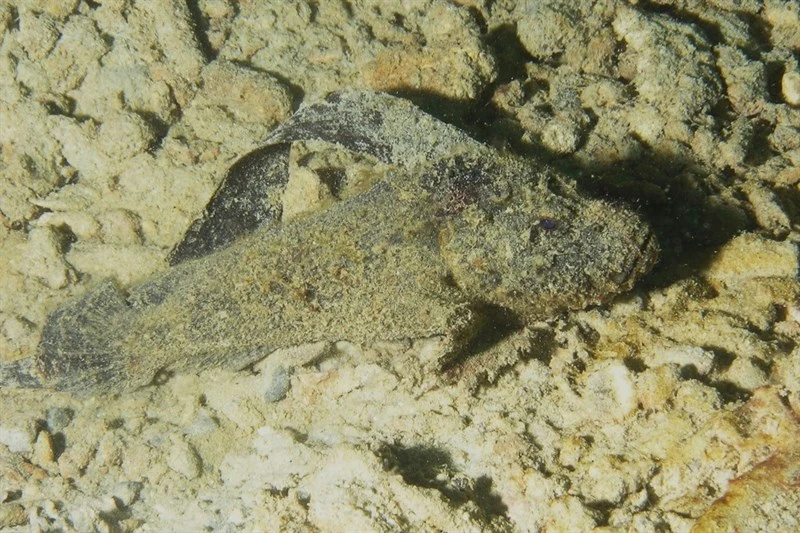 Sulu velvetfish, Sulu Velvetfish, Phantom Velvetfish - Paraploactis obbesi, Paraploactis obbesi