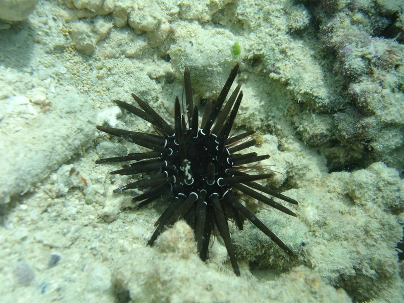 , Red Urchin - Parasalenia gratiosa, Parasalenia gratiosa