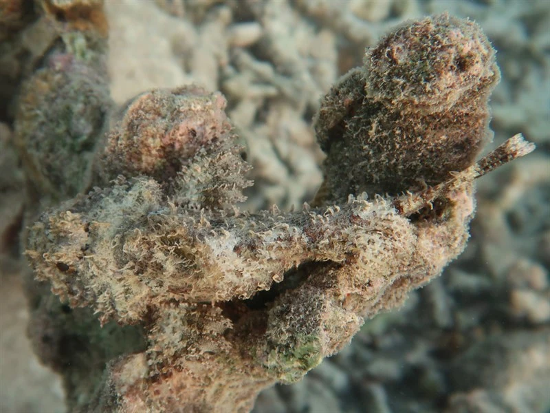 Northern scorpionfish, Northern Scorpion Fish, Parascorpaena picta