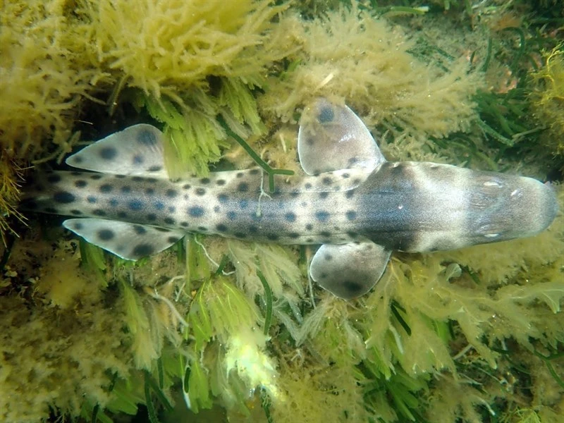 Rusty carpetshark, Parascyllium ferrugineum, Parascyllium ferrugineum