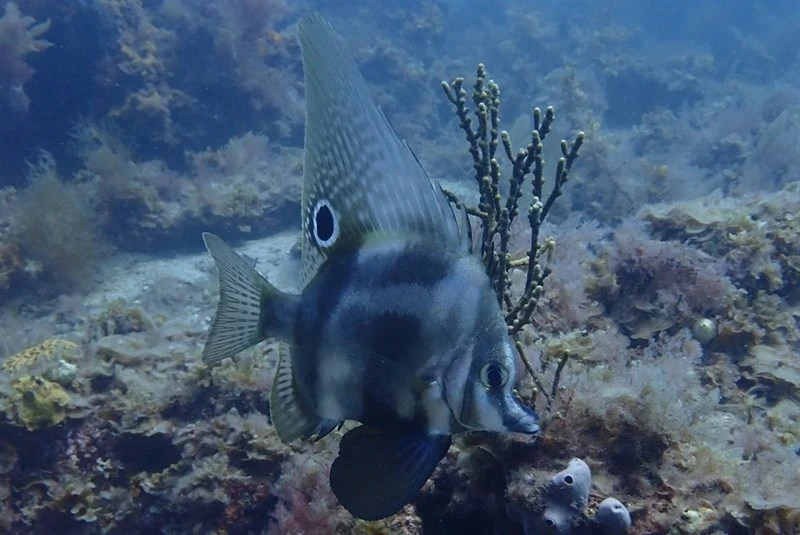 Short boarfish, Hutchin's Boarfish,  Short Boarfish - Parazanclistius hutchinsi, Parazanclistius hutchinsi
