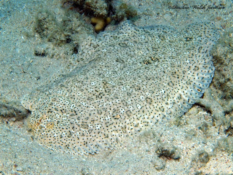 Finless sole, Finless Sole, Moses Sole, Red Sea Moses Sole, Pardachirus marmoratus