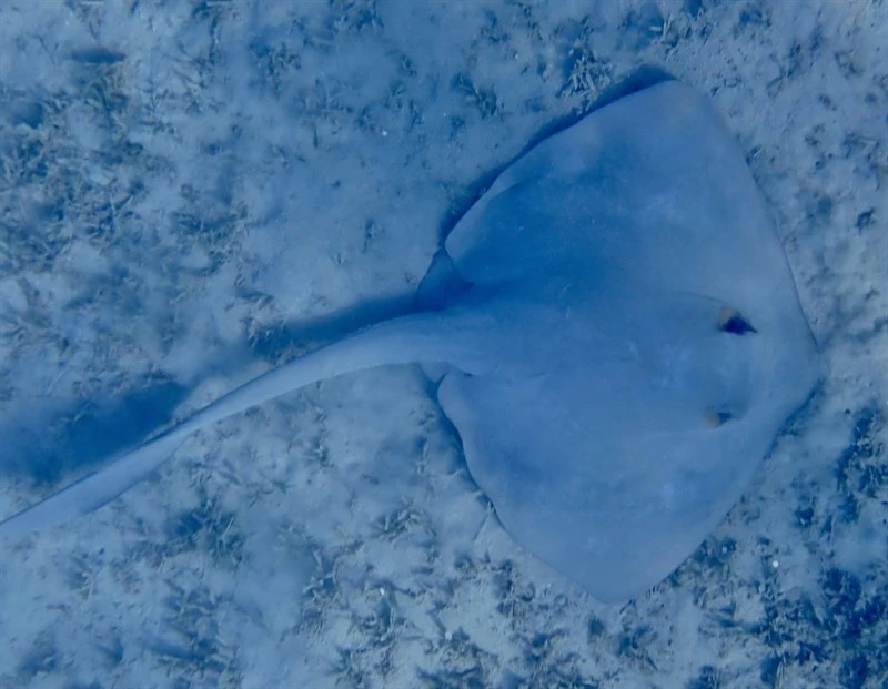 Cowtail stingray, Cowtail Stingray, Pastinachus sephen