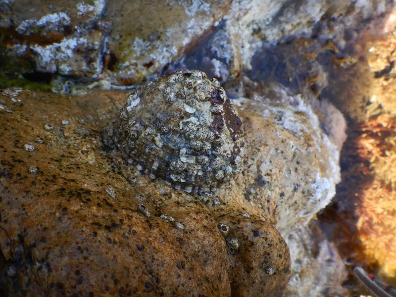 , Ribbed Mediterranean Limpet - Patella ferruginea, Patella ferruginea